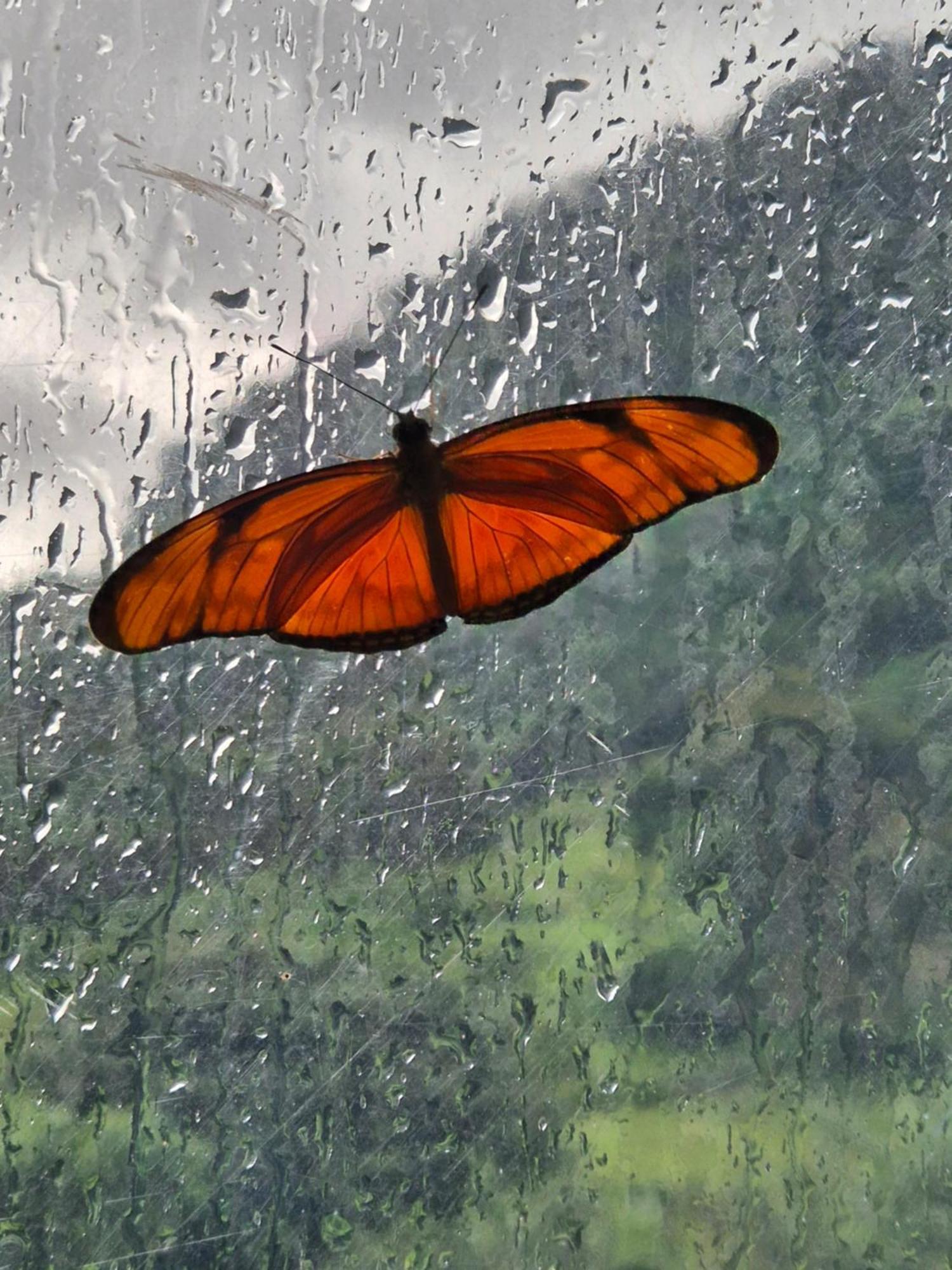 Glamping Monteverde Kültér fotó