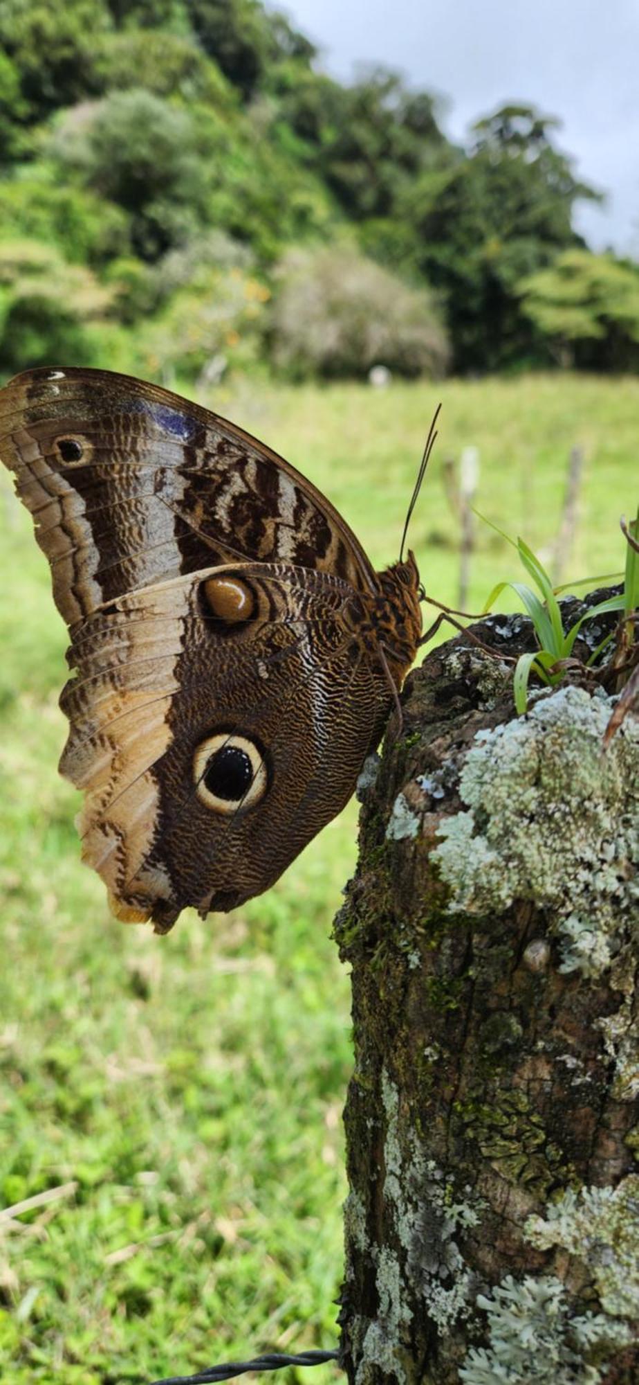 Glamping Monteverde Kültér fotó