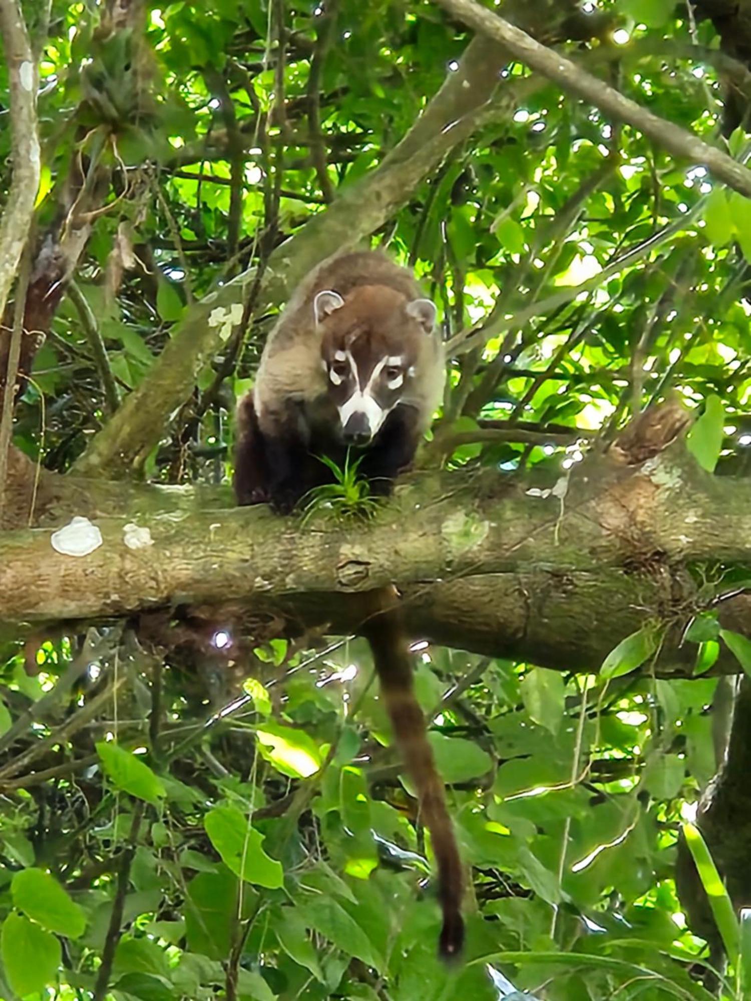 Glamping Monteverde Kültér fotó