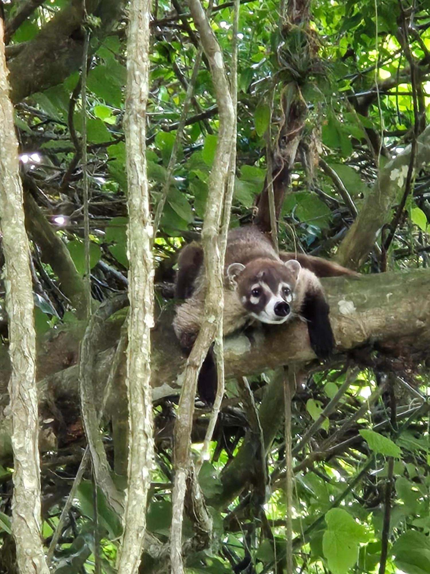 Glamping Monteverde Kültér fotó