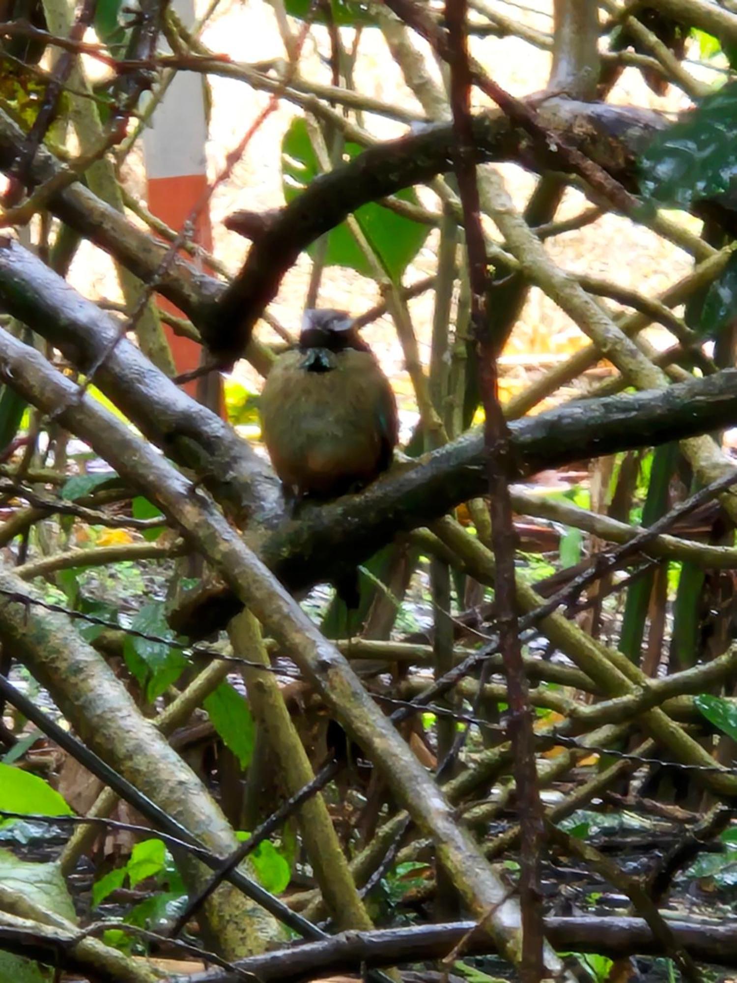 Glamping Monteverde Kültér fotó